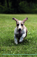 Dachshund Affirmations Workbook Dachshund Presents: Positive and Loving Affirmations Workbook. Includes: Mentoring Questions, Guidance, Supporting You.