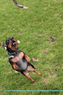 Dachshund Affirmations Workbook Dachshund Presents: Positive and Loving Affirmations Workbook. Includes: Mentoring Questions, Guidance, Supporting You.