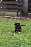 Dachshund Affirmations Workbook Dachshund Presents: Positive and Loving Affirmations Workbook. Includes: Mentoring Questions, Guidance, Supporting You.