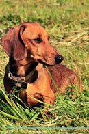 Dachshund Affirmations Workbook Dachshund Presents: Positive and Loving Affirmations Workbook. Includes: Mentoring Questions, Guidance, Supporting You.