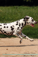 Dalmatian Affirmations Workbook Dalmatian Presents: Positive and Loving Affirmations Workbook. Includes: Mentoring Questions, Guidance, Supporting You.