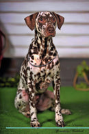 Dalmatian Affirmations Workbook Dalmatian Presents: Positive and Loving Affirmations Workbook. Includes: Mentoring Questions, Guidance, Supporting You.