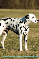 Dalmatian Affirmations Workbook Dalmatian Presents: Positive and Loving Affirmations Workbook. Includes: Mentoring Questions, Guidance, Supporting You.