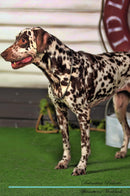 Dalmatian Affirmations Workbook Dalmatian Presents: Positive and Loving Affirmations Workbook. Includes: Mentoring Questions, Guidance, Supporting You.