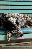 Dalmatian Affirmations Workbook Dalmatian Presents: Positive and Loving Affirmations Workbook. Includes: Mentoring Questions, Guidance, Supporting You.