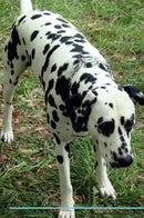 Dalmatian Affirmations Workbook Dalmatian Presents: Positive and Loving Affirmations Workbook. Includes: Mentoring Questions, Guidance, Supporting You.