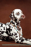 Dalmatian Affirmations Workbook Dalmatian Presents: Positive and Loving Affirmations Workbook. Includes: Mentoring Questions, Guidance, Supporting You.