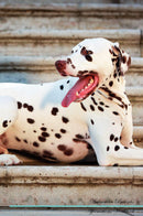 Dalmatian Affirmations Workbook Dalmatian Presents: Positive and Loving Affirmations Workbook. Includes: Mentoring Questions, Guidance, Supporting You.