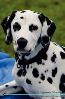 Dalmatian Affirmations Workbook Dalmatian Presents: Positive and Loving Affirmations Workbook. Includes: Mentoring Questions, Guidance, Supporting You.