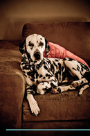 Dalmatian Affirmations Workbook Dalmatian Presents: Positive and Loving Affirmations Workbook. Includes: Mentoring Questions, Guidance, Supporting You.