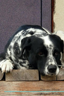 Dalmatian Affirmations Workbook Dalmatian Presents: Positive and Loving Affirmations Workbook. Includes: Mentoring Questions, Guidance, Supporting You.