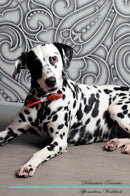 Dalmatian Affirmations Workbook Dalmatian Presents: Positive and Loving Affirmations Workbook. Includes: Mentoring Questions, Guidance, Supporting You.