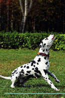 Dalmatian Affirmations Workbook Dalmatian Presents: Positive and Loving Affirmations Workbook. Includes: Mentoring Questions, Guidance, Supporting You.