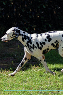 Dalmatian Affirmations Workbook Dalmatian Presents: Positive and Loving Affirmations Workbook. Includes: Mentoring Questions, Guidance, Supporting You.