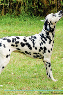 Dalmatian Affirmations Workbook Dalmatian Presents: Positive and Loving Affirmations Workbook. Includes: Mentoring Questions, Guidance, Supporting You.