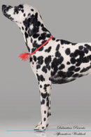 Dalmatian Affirmations Workbook Dalmatian Presents: Positive and Loving Affirmations Workbook. Includes: Mentoring Questions, Guidance, Supporting You.