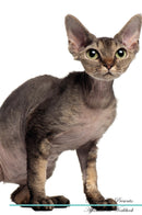 Devon Rex Affirmations Workbook Devon Rex Presents: Positive and Loving Affirmations Workbook. Includes: Mentoring Questions, Guidance, Supporting You.