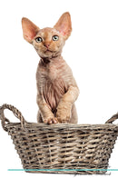 Devon Rex Affirmations Workbook Devon Rex Presents: Positive and Loving Affirmations Workbook. Includes: Mentoring Questions, Guidance, Supporting You.