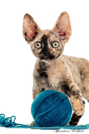 Devon Rex Affirmations Workbook Devon Rex Presents: Positive and Loving Affirmations Workbook. Includes: Mentoring Questions, Guidance, Supporting You.
