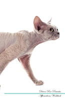 Devon Rex Affirmations Workbook Devon Rex Presents: Positive and Loving Affirmations Workbook. Includes: Mentoring Questions, Guidance, Supporting You.