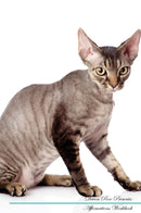 Devon Rex Affirmations Workbook Devon Rex Presents: Positive and Loving Affirmations Workbook. Includes: Mentoring Questions, Guidance, Supporting You.