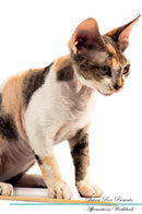 Devon Rex Affirmations Workbook Devon Rex Presents: Positive and Loving Affirmations Workbook. Includes: Mentoring Questions, Guidance, Supporting You.