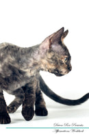 Devon Rex Affirmations Workbook Devon Rex Presents: Positive and Loving Affirmations Workbook. Includes: Mentoring Questions, Guidance, Supporting You.