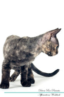 Devon Rex Affirmations Workbook Devon Rex Presents: Positive and Loving Affirmations Workbook. Includes: Mentoring Questions, Guidance, Supporting You.
