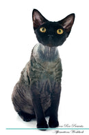 Devon Rex Affirmations Workbook Devon Rex Presents: Positive and Loving Affirmations Workbook. Includes: Mentoring Questions, Guidance, Supporting You.