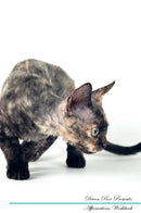 Devon Rex Affirmations Workbook Devon Rex Presents: Positive and Loving Affirmations Workbook. Includes: Mentoring Questions, Guidance, Supporting You.