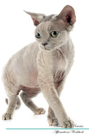 Devon Rex Affirmations Workbook Devon Rex Presents: Positive and Loving Affirmations Workbook. Includes: Mentoring Questions, Guidance, Supporting You.