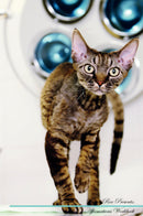 Devon Rex Affirmations Workbook Devon Rex Presents: Positive and Loving Affirmations Workbook. Includes: Mentoring Questions, Guidance, Supporting You.