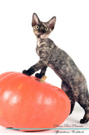 Devon Rex Affirmations Workbook Devon Rex Presents: Positive and Loving Affirmations Workbook. Includes: Mentoring Questions, Guidance, Supporting You.
