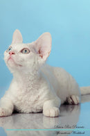 Devon Rex Affirmations Workbook Devon Rex Presents: Positive and Loving Affirmations Workbook. Includes: Mentoring Questions, Guidance, Supporting You.