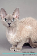 Devon Rex Affirmations Workbook Devon Rex Presents: Positive and Loving Affirmations Workbook. Includes: Mentoring Questions, Guidance, Supporting You.