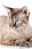 Devon Rex Affirmations Workbook Devon Rex Presents: Positive and Loving Affirmations Workbook. Includes: Mentoring Questions, Guidance, Supporting You.