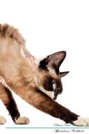 Devon Rex Affirmations Workbook Devon Rex Presents: Positive and Loving Affirmations Workbook. Includes: Mentoring Questions, Guidance, Supporting You.