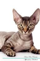 Devon Rex Affirmations Workbook Devon Rex Presents: Positive and Loving Affirmations Workbook. Includes: Mentoring Questions, Guidance, Supporting You.