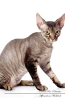 Devon Rex Affirmations Workbook Devon Rex Presents: Positive and Loving Affirmations Workbook. Includes: Mentoring Questions, Guidance, Supporting You.