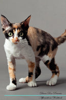 Devon Rex Affirmations Workbook Devon Rex Presents: Positive and Loving Affirmations Workbook. Includes: Mentoring Questions, Guidance, Supporting You.