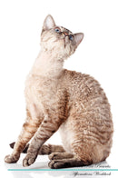 Devon Rex Affirmations Workbook Devon Rex Presents: Positive and Loving Affirmations Workbook. Includes: Mentoring Questions, Guidance, Supporting You.