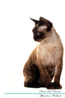 Devon Rex Affirmations Workbook Devon Rex Presents: Positive and Loving Affirmations Workbook. Includes: Mentoring Questions, Guidance, Supporting You.
