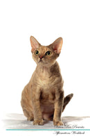 Devon Rex Affirmations Workbook Devon Rex Presents: Positive and Loving Affirmations Workbook. Includes: Mentoring Questions, Guidance, Supporting You.