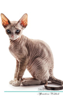 Devon Rex Affirmations Workbook Devon Rex Presents: Positive and Loving Affirmations Workbook. Includes: Mentoring Questions, Guidance, Supporting You.