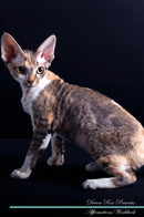 Devon Rex Affirmations Workbook Devon Rex Presents: Positive and Loving Affirmations Workbook. Includes: Mentoring Questions, Guidance, Supporting You.