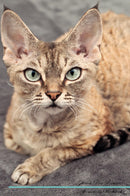 Devon Rex Affirmations Workbook Devon Rex Presents: Positive and Loving Affirmations Workbook. Includes: Mentoring Questions, Guidance, Supporting You.