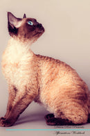 Devon Rex Affirmations Workbook Devon Rex Presents: Positive and Loving Affirmations Workbook. Includes: Mentoring Questions, Guidance, Supporting You.