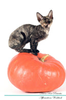 Devon Rex Affirmations Workbook Devon Rex Presents: Positive and Loving Affirmations Workbook. Includes: Mentoring Questions, Guidance, Supporting You.