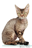Devon Rex Affirmations Workbook Devon Rex Presents: Positive and Loving Affirmations Workbook. Includes: Mentoring Questions, Guidance, Supporting You.