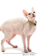 Don Sphynx Affirmations Workbook Don Sphynx Presents: Positive and Loving Affirmations Workbook. Includes: Mentoring Questions, Guidance, Supporting You.